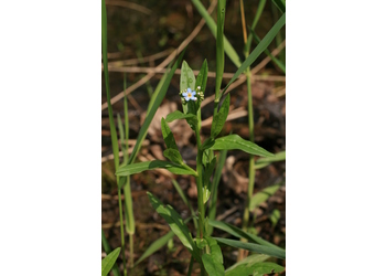 Sumpf-Vergissmeinnicht (Myosotis scorpioides) - © Enanuel Trummer